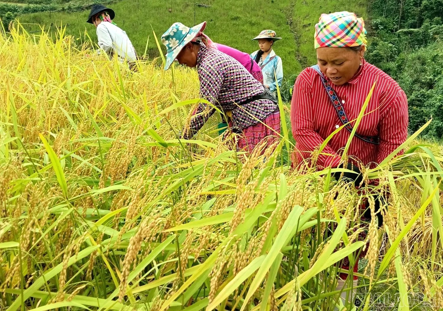 Người dân xã Cốc Lầu thu hoạch vụ mùa mới.
