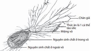 Một số nét về hóa thạch trùng lỗ kích thước lớn và ý nghĩa của việc nghiên cứu đối tượng này