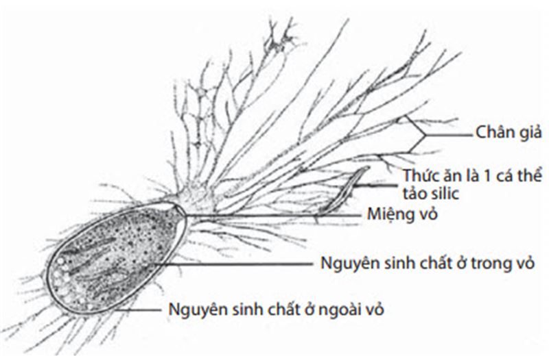 Một số nét về hóa thạch trùng lỗ kích thước lớn và ý nghĩa của việc nghiên cứu đối tượng này