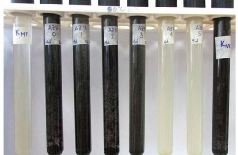 Testing antibacterial effect of silver nanoparticles on sulfate-reducing bacteria