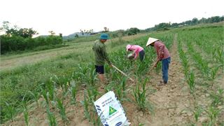 "Mong giá phân bón giảm để nông dân chúng tôi có thêm thu nhập từ đồng ruộng"