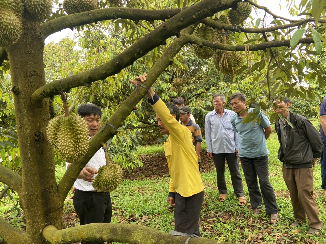 Phân bón Cà Mau - Giải pháp giảm chi phí canh tác đối với cây sầu riêng Tây Nguyên