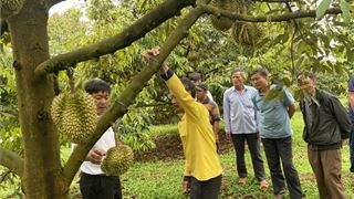 Phân bón Cà Mau - Giải pháp giảm chi phí canh tác đối với cây sầu riêng Tây Nguyên