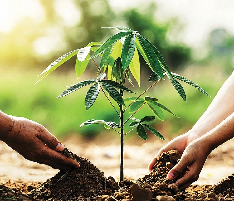Phân bón Việt chịu “tác động kép” Phân bón Việt chịu “tác động kép”