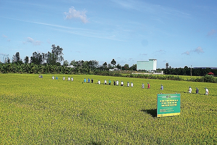 Phân bón Việt chịu “tác động kép”