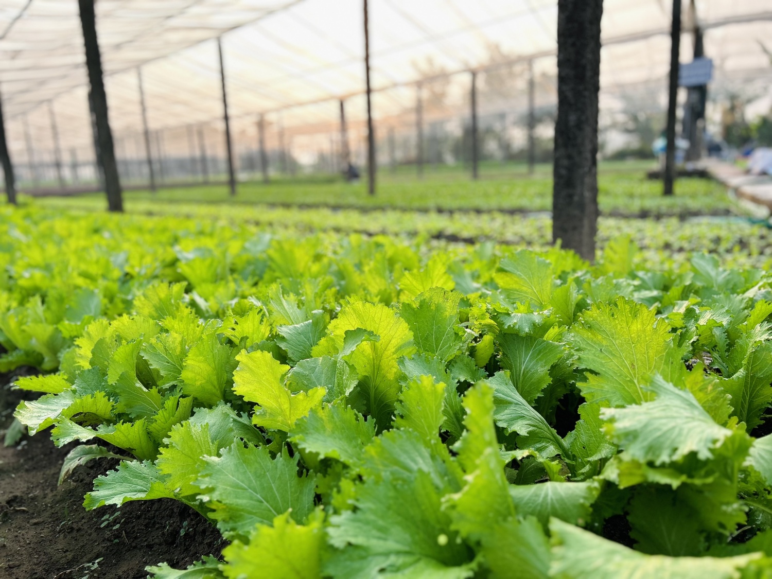 Nông dân sẽ có lợi ích lâu dài khi doanh nghiệp phân bón phát triển ổn định Nông dân sẽ có lợi ích lâu dài khi doanh nghiệp phân bón phát triển ổn định