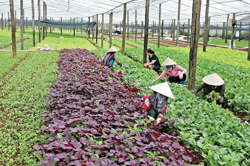 Áp thuế 5% đối với phân bón, “3 nhà” đều được lợi Áp thuế 5% đối với phân bón, “3 nhà” đều được lợi