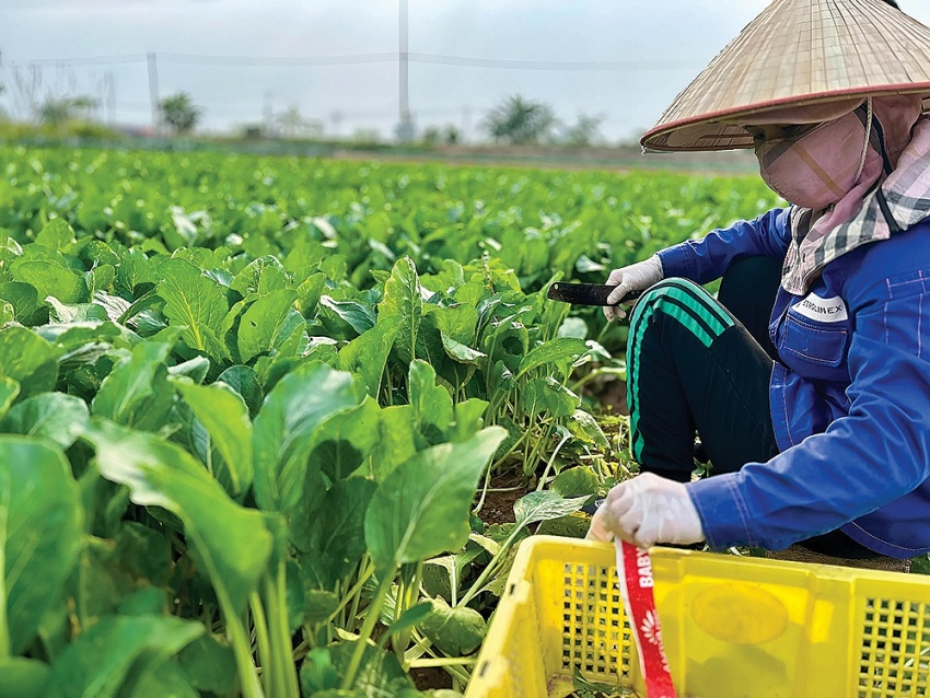 Bài toán thuế GTGT phân bón: Tránh xét lợi ích trực quan mà quên đi mục tiêu lâu dài Bài toán thuế GTGT phân bón: Tránh xét lợi ích trực quan mà quên đi mục tiêu lâu dài