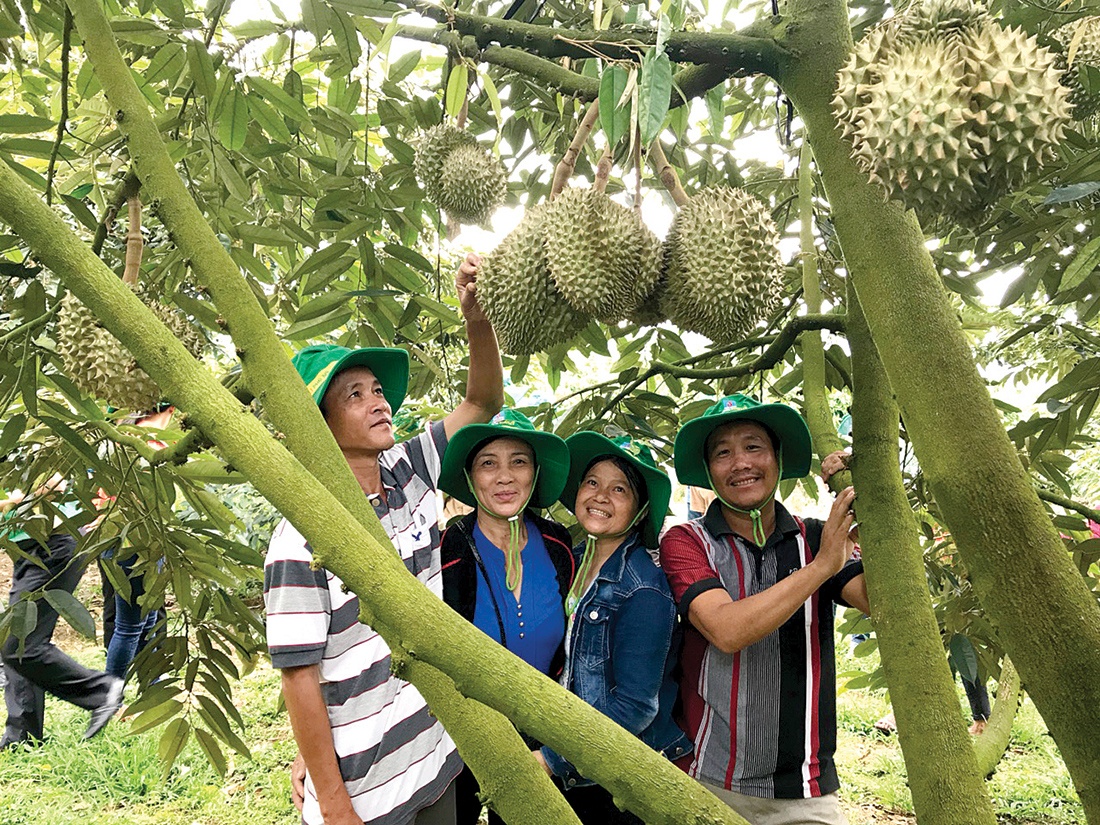 Điều chỉnh văn bản pháp luật để phù hợp với thực tiễn là đòi hỏi khách quan Vườn sầu riêng sử dụng Phân bón Phú Mỹ